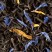 Jardin Bleu, 25 sachets Cristal ®