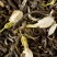 Green jasmine tea, box of 25 Cristal® sachets
