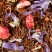 Rooibos Fruits Rouges, box of 25 Cristal® sachets