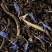 Earl Grey Yin Zhen, 24 sachets Cristal® enveloppés