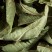 Verbena, box of 25 Cristal® sachets