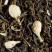 Green tea & black tea  -  EARL GREY MANDARIN