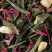 MISS DAMMANN, box of 100g