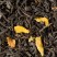 Black tea - Amande Amaretti