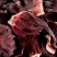 TISANE - HIBISCUS
