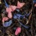Black tea - Coquelicot Gourmand