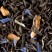 Black tea - Earl Grey Goût Russe