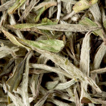 Tea from China - Yin Zhen "Pointes blanches"