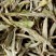 Tea from China - Yin Zhen "Pointes blanches"
