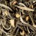 White tea - Blanc d'Oranger