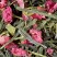 Green tea - Fraise Pistache