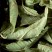 Herbal tea - Verveine