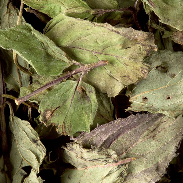 Tisane - Menthe poivrée