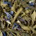 BTE 24 SACHETS SUREMB EARL GREY VERT CALABRIA
