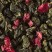 Thé Oolong - GRANOLA D'ÉTÉ