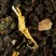 Thé Oolong - OOLONG EXOTIC