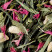 MISS DAMMANN - box of 6 sachets for iced tea infusion