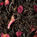 Thé Noir - Pêche de Vigne
