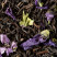 Black tea - Noël à Prague