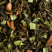 Green tea - DOLCE RIVIERA