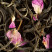 Passion de Fleurs, 25 sachets Cristal ®
