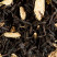 Black tea - MY GINGERBREAD