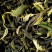 Green tea - EARL GREY VERT PRIMEUR 2022