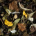 White tea - BELLA BLANCA