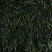 Thé du Japon - Shincha Mine Yutaka - boîte de 50g